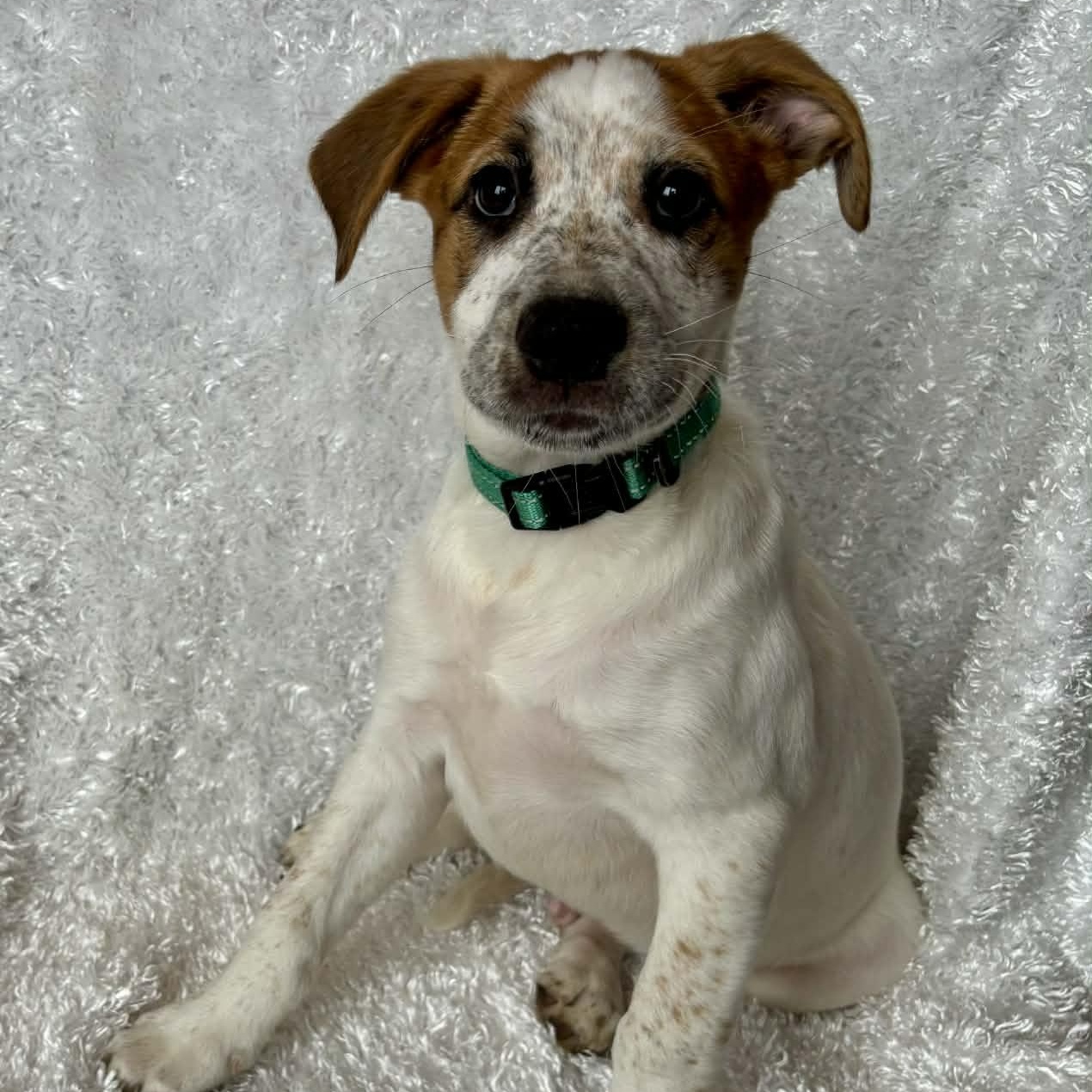 Thrasher — thumbnail 3