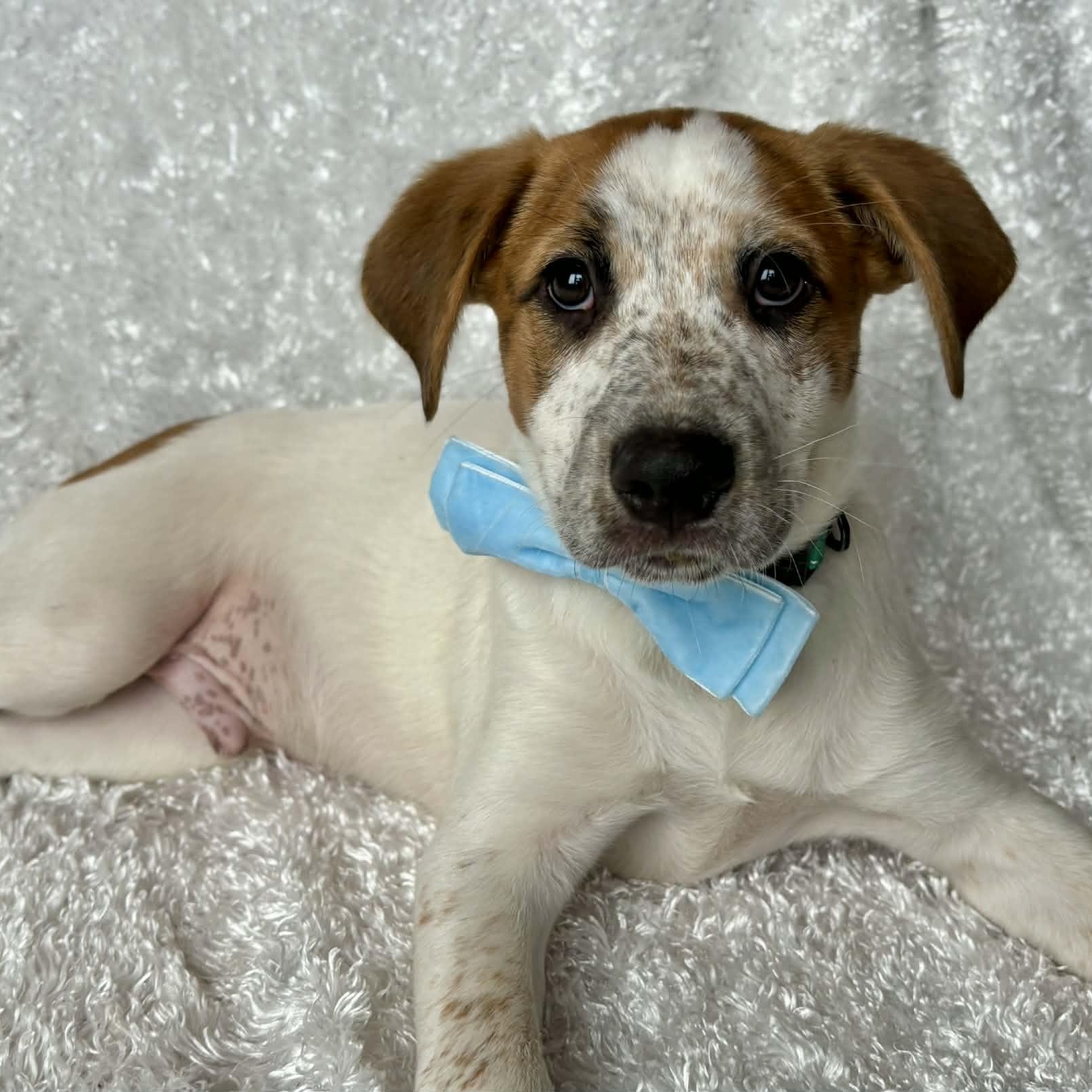 Thrasher — thumbnail 4