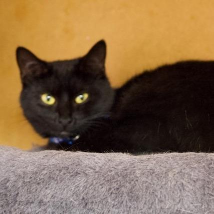 Ace, Adoptable, Adult Male Domestic Short Hair.