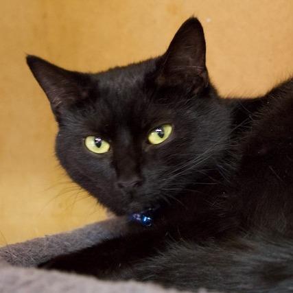 Enlarge Ace, a Adoptable Domestic Short Hair in Delta, AL image 2/3