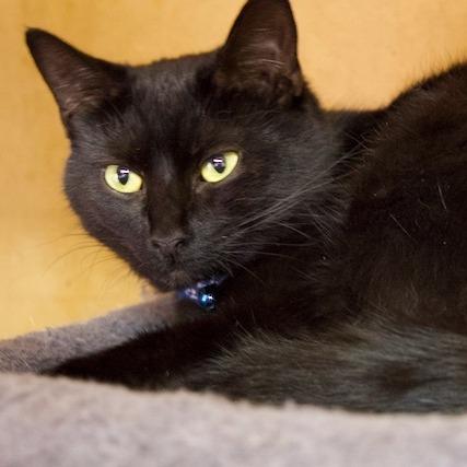 Enlarge Ace, a Adoptable Domestic Short Hair in Delta, AL image 3/3