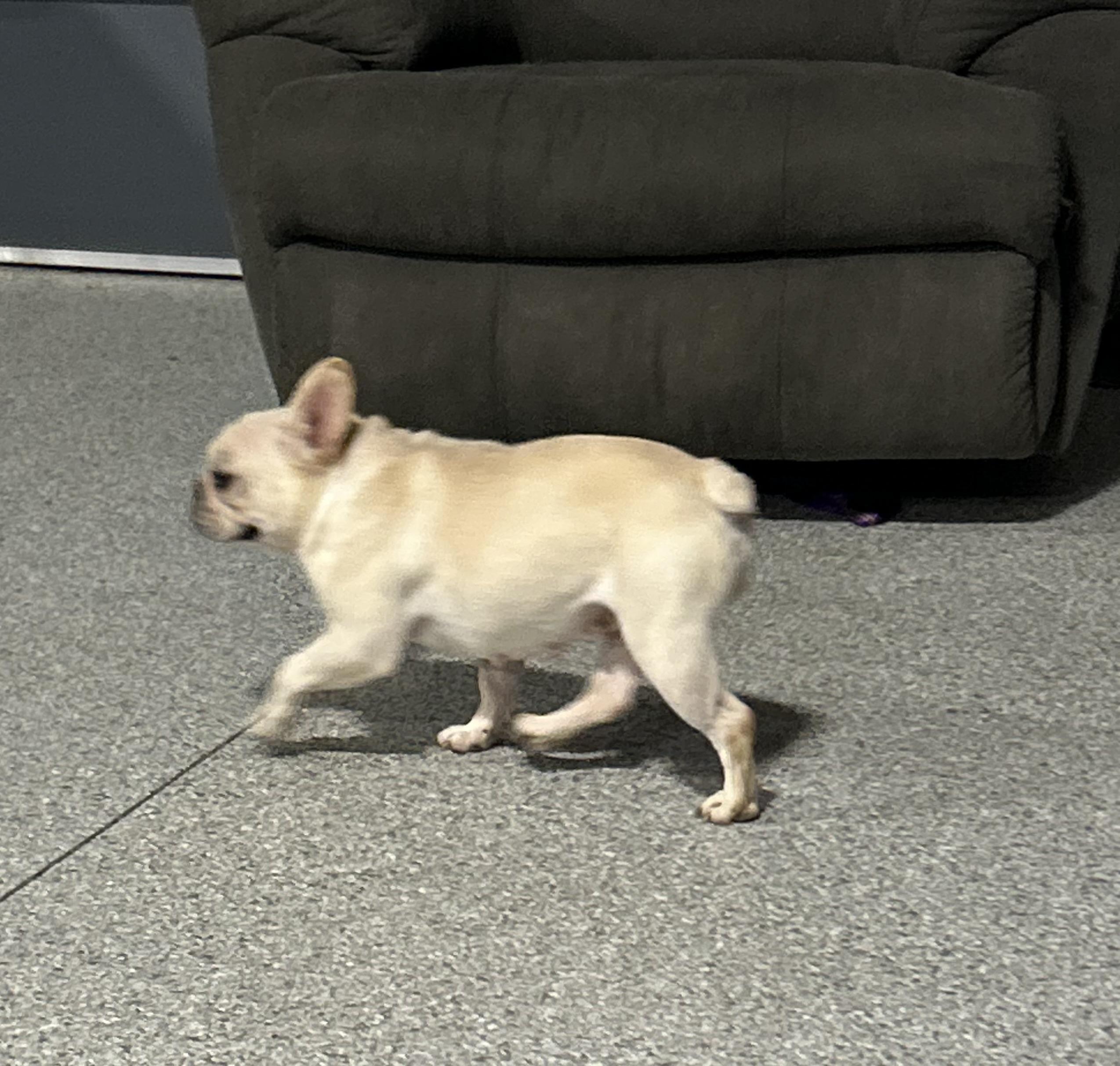 Enlarge Fanny. Petite! , a Adoptable French Bulldog in Antwerp, OH image 2/4