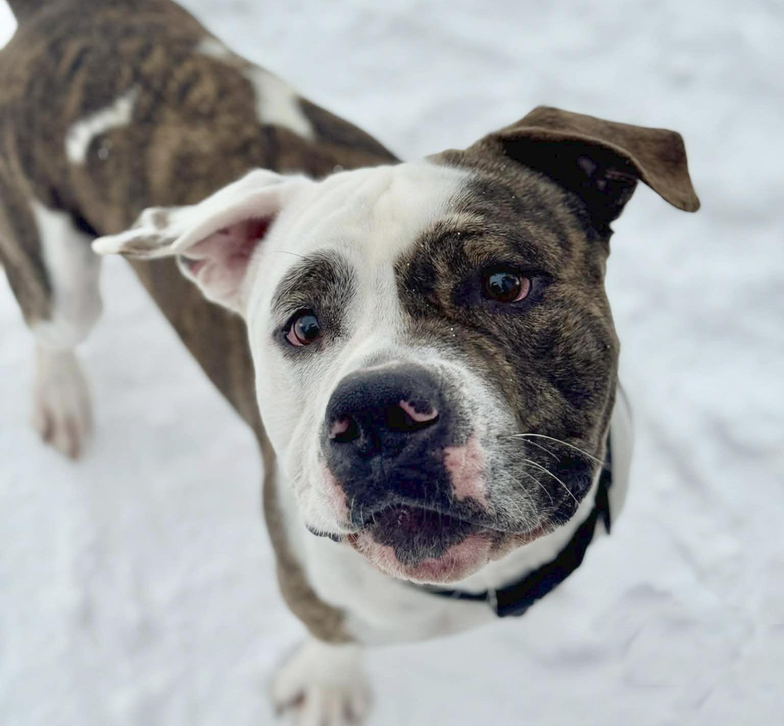 Dozer, adopted, Adult Male Mixed Breed.