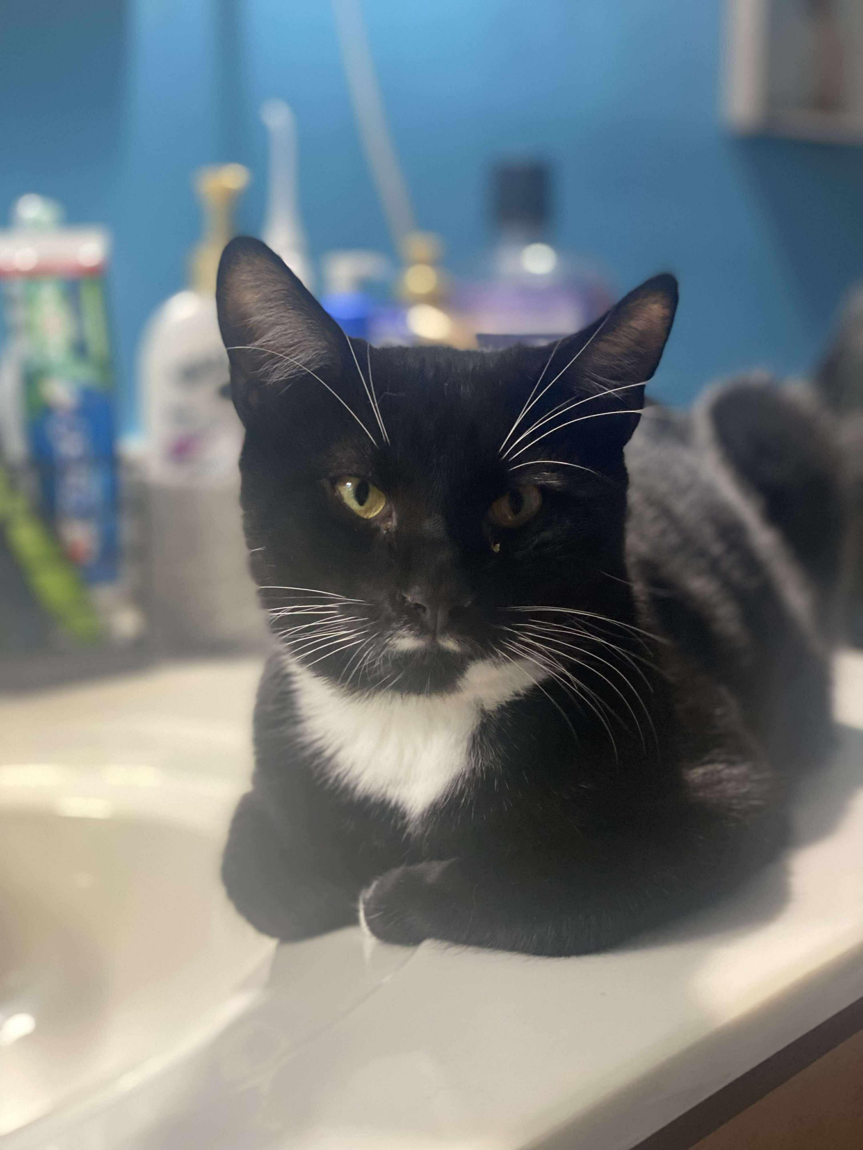 Stash and Phantom, a Adoptable Tuxedo in Nesquehoning, PA image 1/4