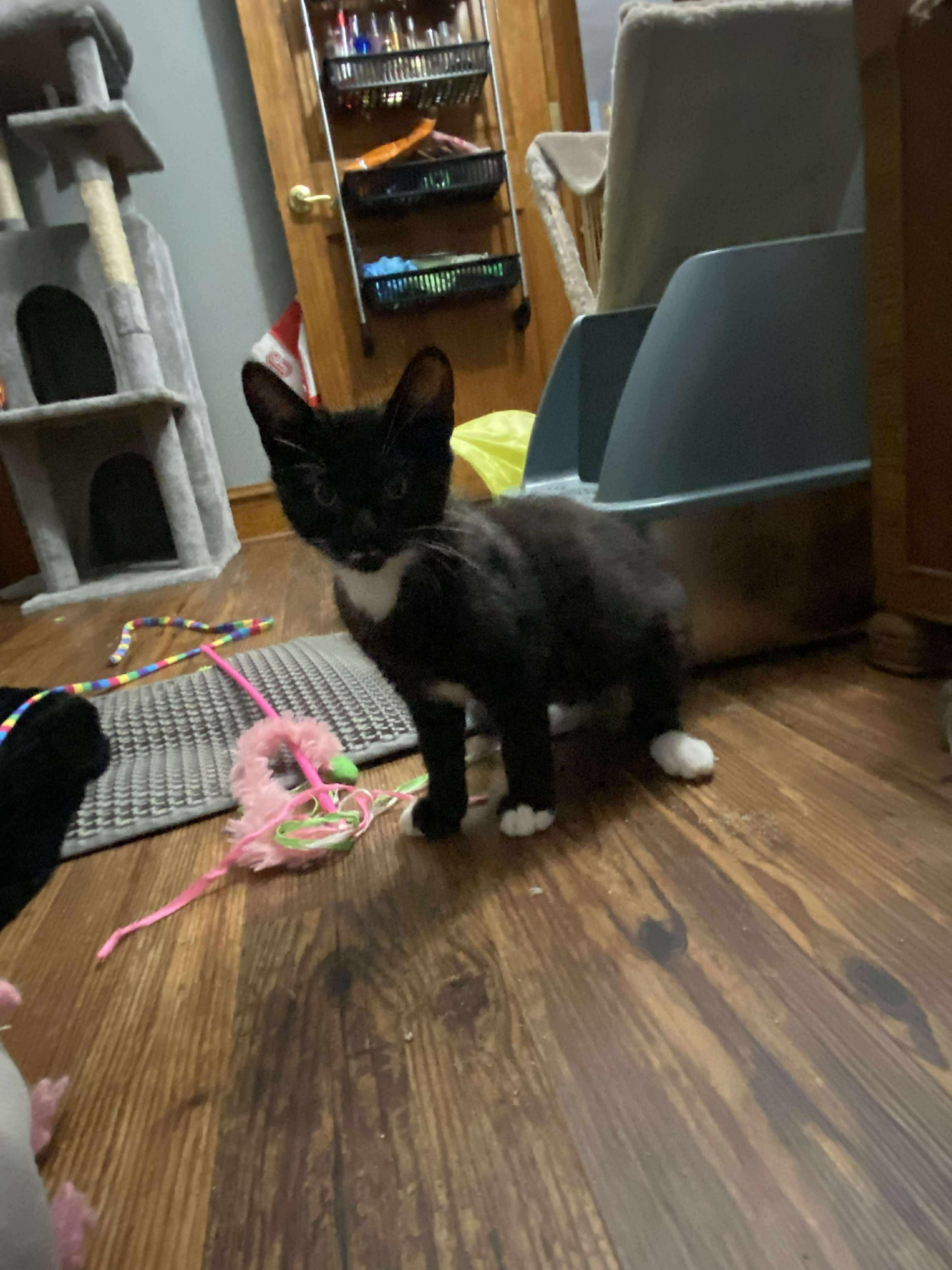 Stash and Phantom, a Adoptable Tuxedo in Nesquehoning, PA image 2/4