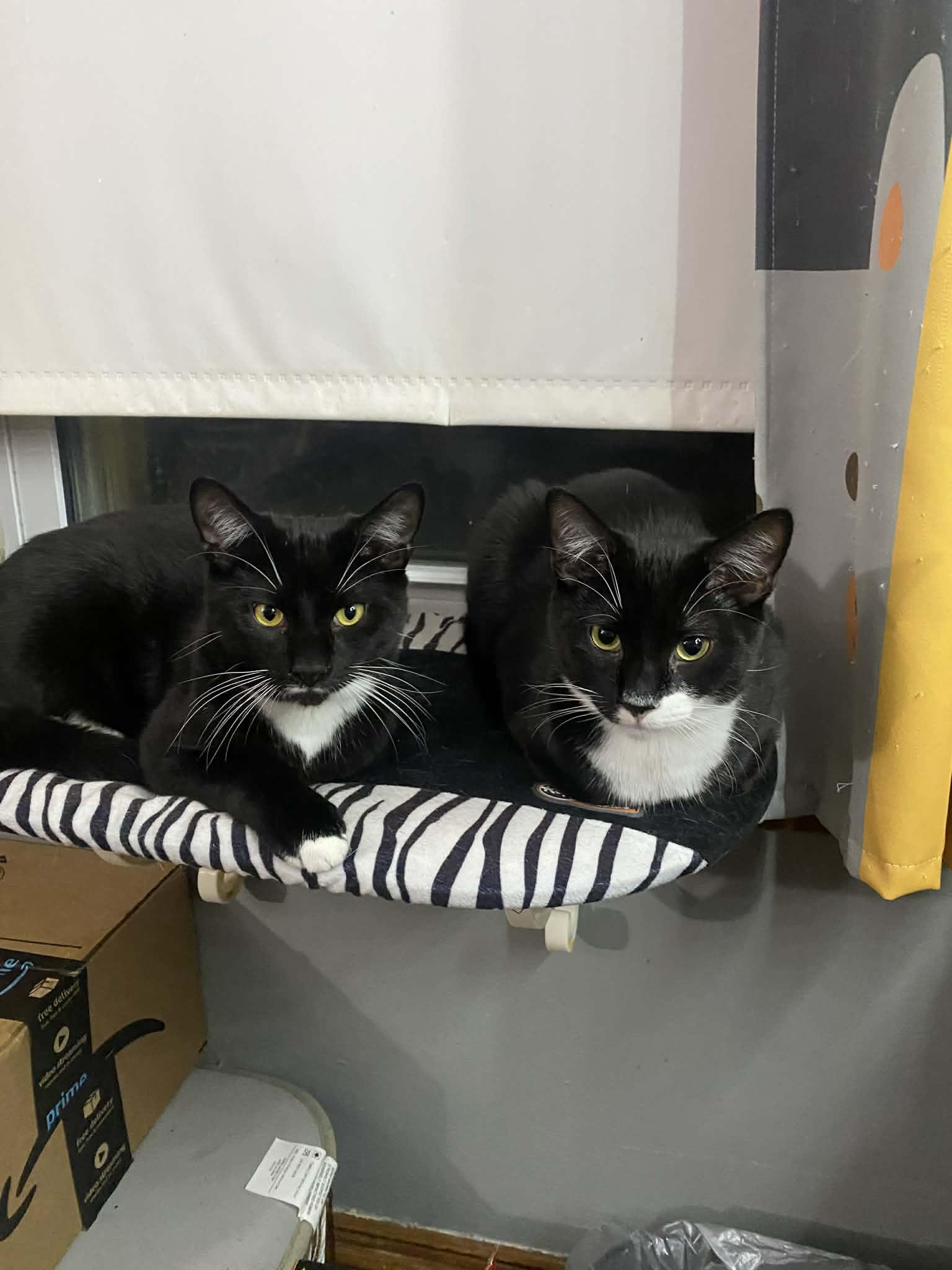 Enlarge Stash and Phantom, a Adoptable Tuxedo in Nesquehoning, PA image 4/6