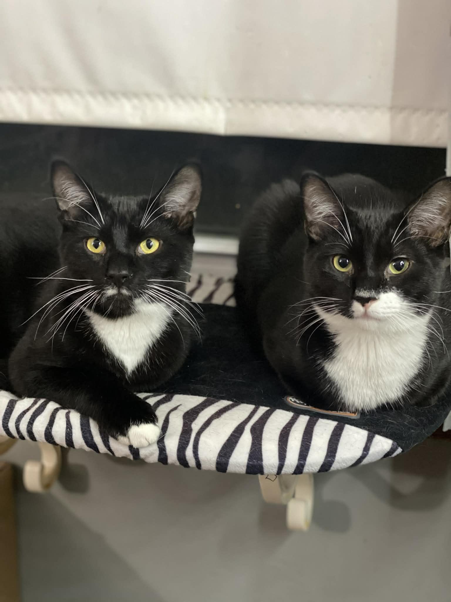 Enlarge Stash and Phantom, a Adoptable Tuxedo in Nesquehoning, PA image 1/6