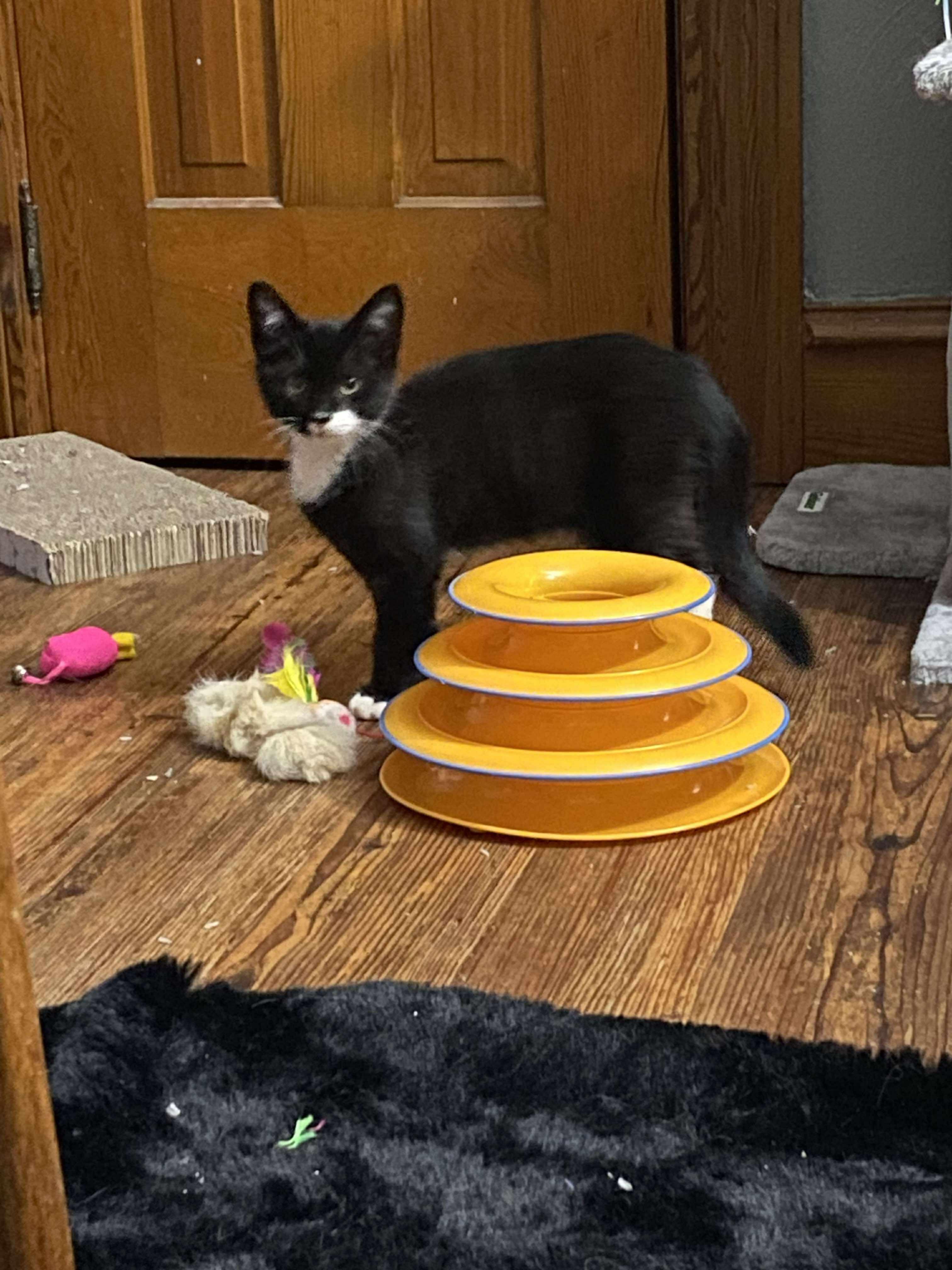 Stash and Phantom, a Adoptable Tuxedo in Nesquehoning, PA image 4/4