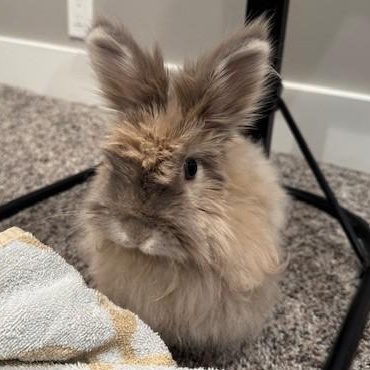 Enlarge Roxy, a Adoptable mixed breed in Salt Lake City, UT image 6/6