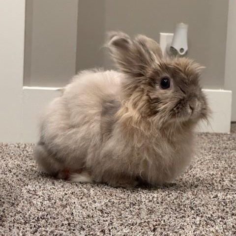 Enlarge Roxy, a Adoptable mixed breed in Salt Lake City, UT image 4/6
