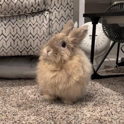 Enlarge Roxy, a Adoptable mixed breed in Salt Lake City, UT image 3/6