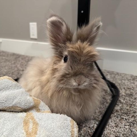 Enlarge Roxy, a Adoptable mixed breed in Salt Lake City, UT image 2/6