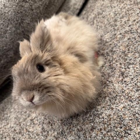 Roxy, Adoptable, Adult Female Lionhead & Angora Rabbit.