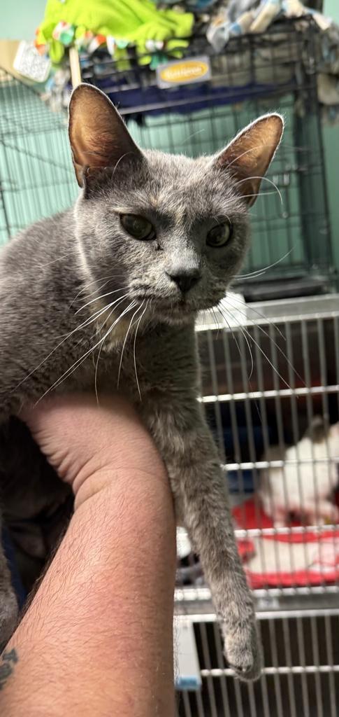 Enlarge Anita-, a Adoptable mixed breed in Athens, OH image 1/1