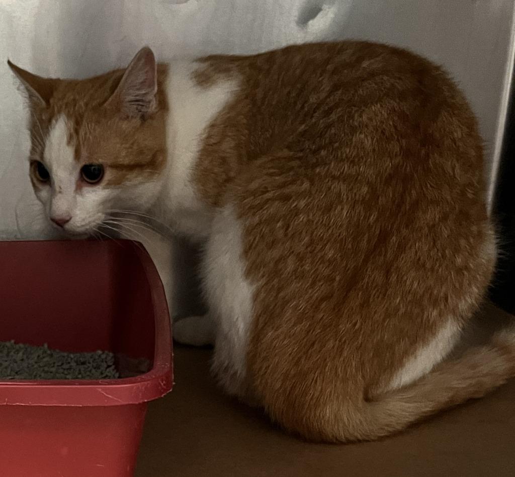 Bull, Adoptable, Young Male Domestic Short Hair.