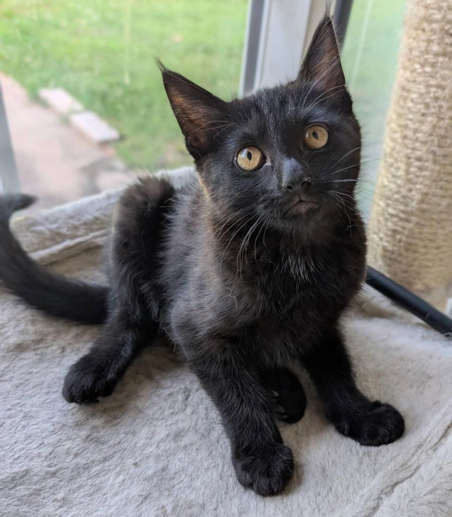 Enlarge Sully, a Adoptable mixed breed in Miami, OK image 2/2
