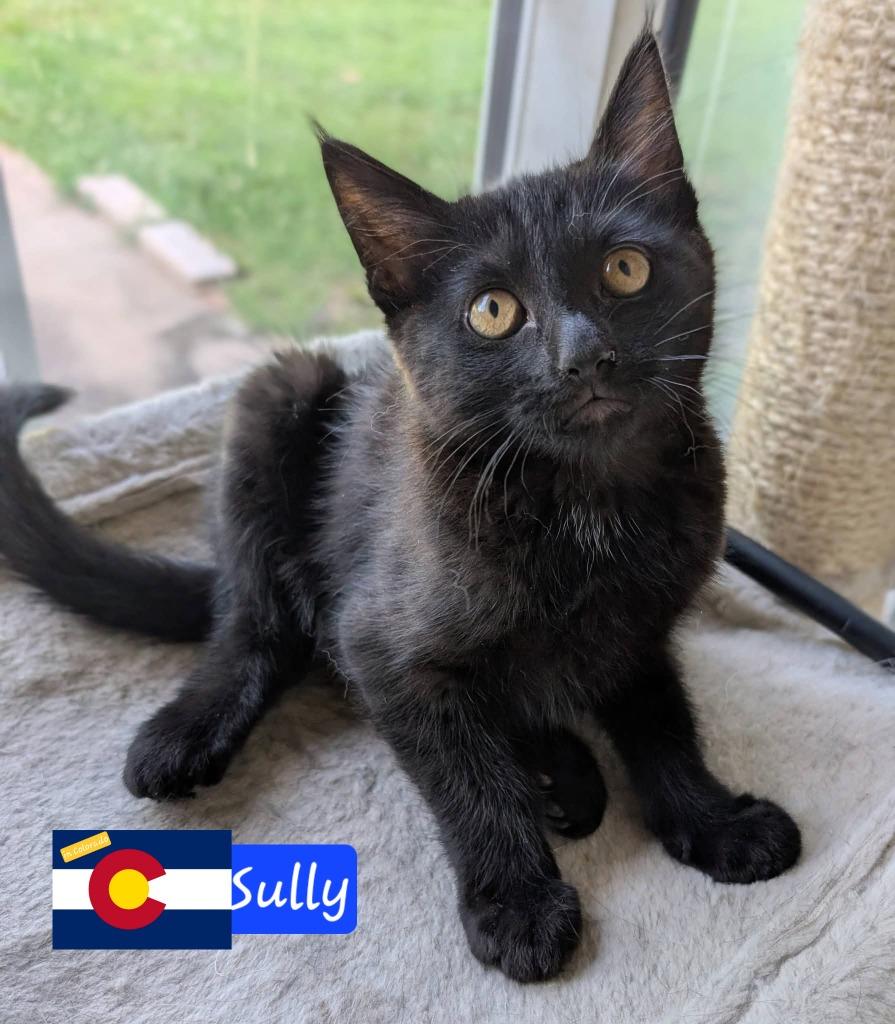 Enlarge Sully, a Adoptable mixed breed in Miami, OK image 4/5