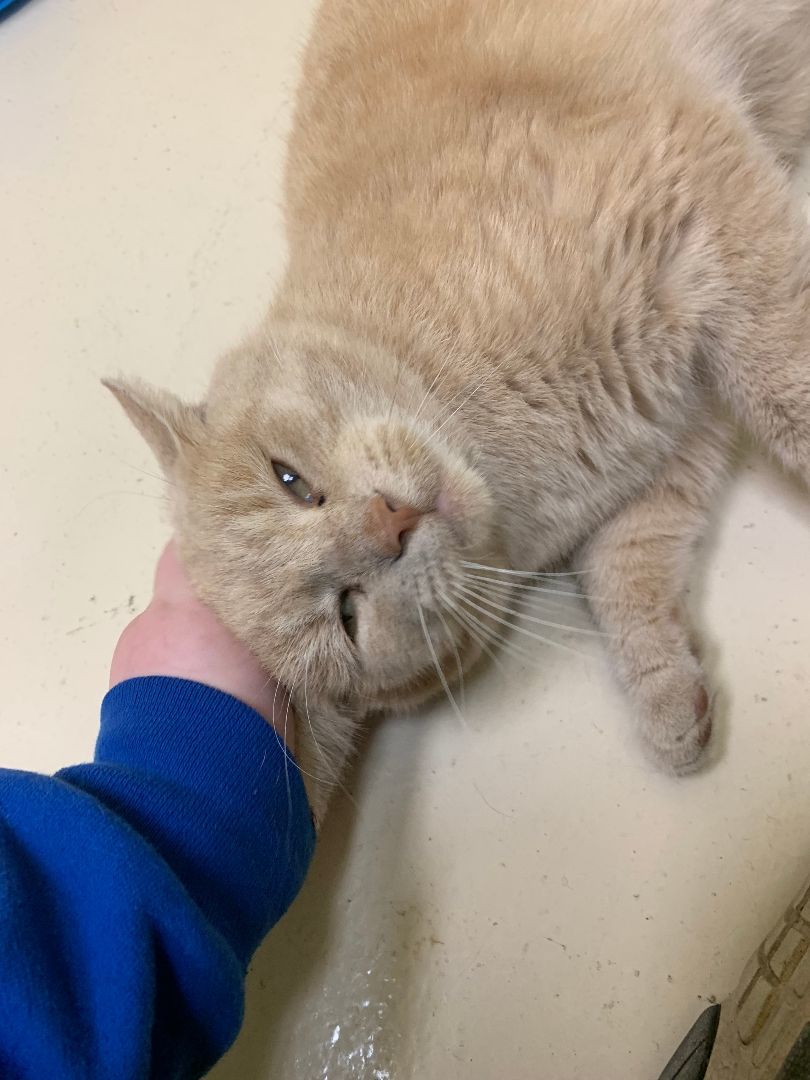 Scar, Adoptable, Senior Male Domestic Short Hair.