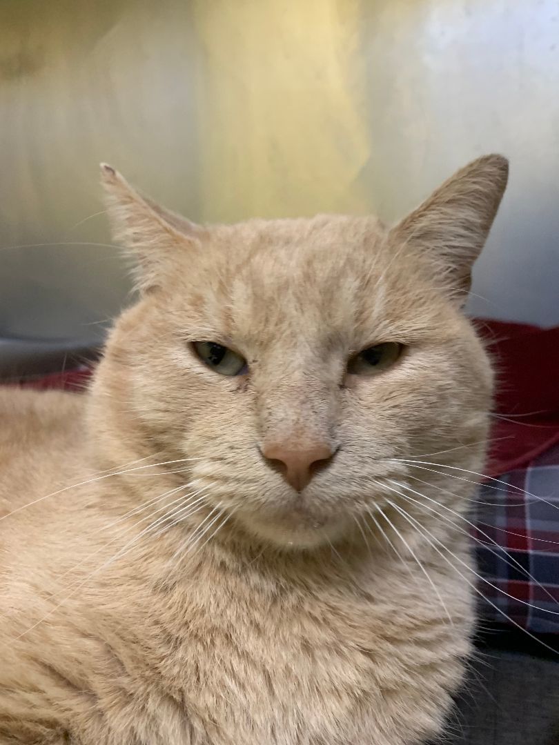 Scar, a Adoptable mixed breed in Keokuk, IA image 2/2