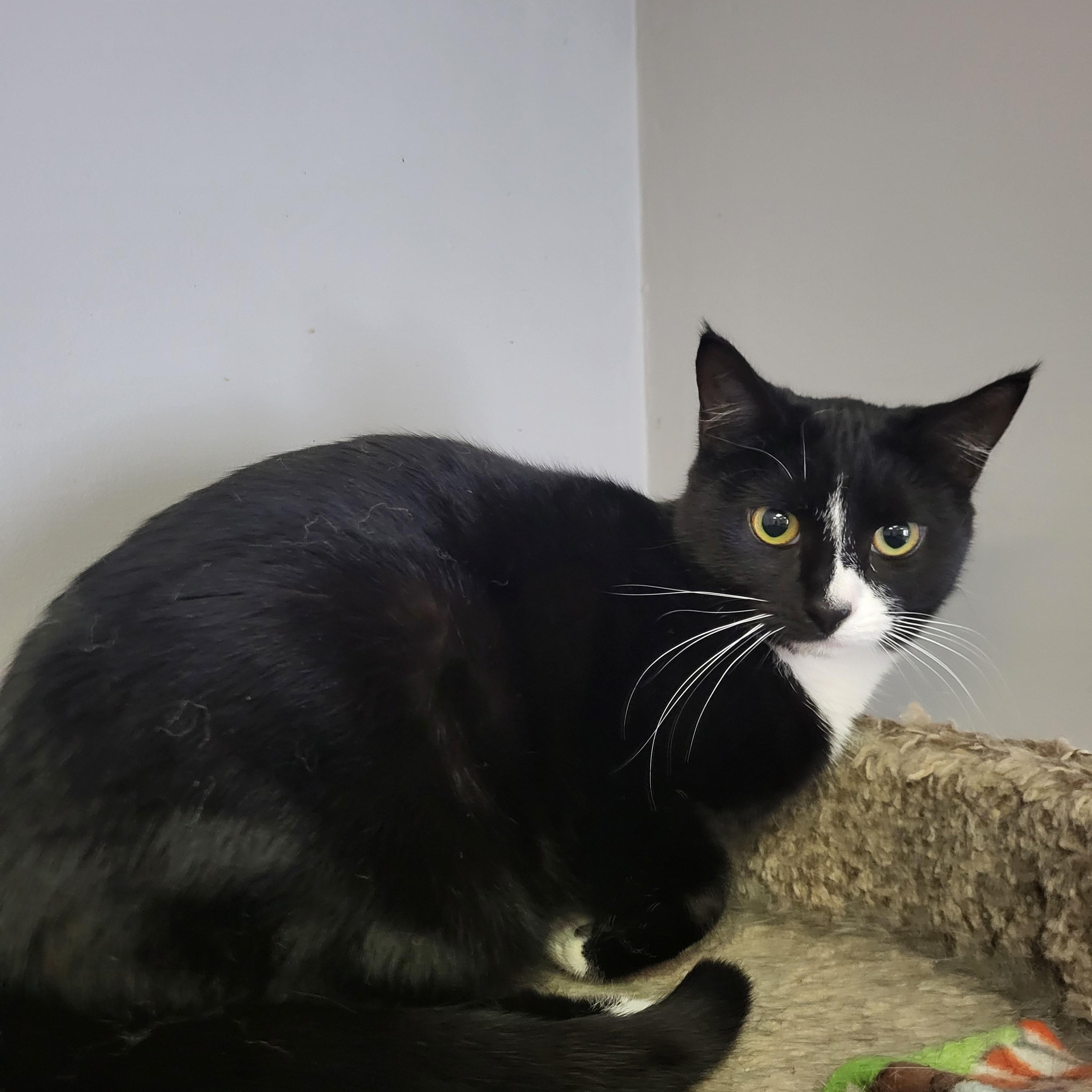 Sadie, an adopted mixed breed in Allentown, PA image 1/2