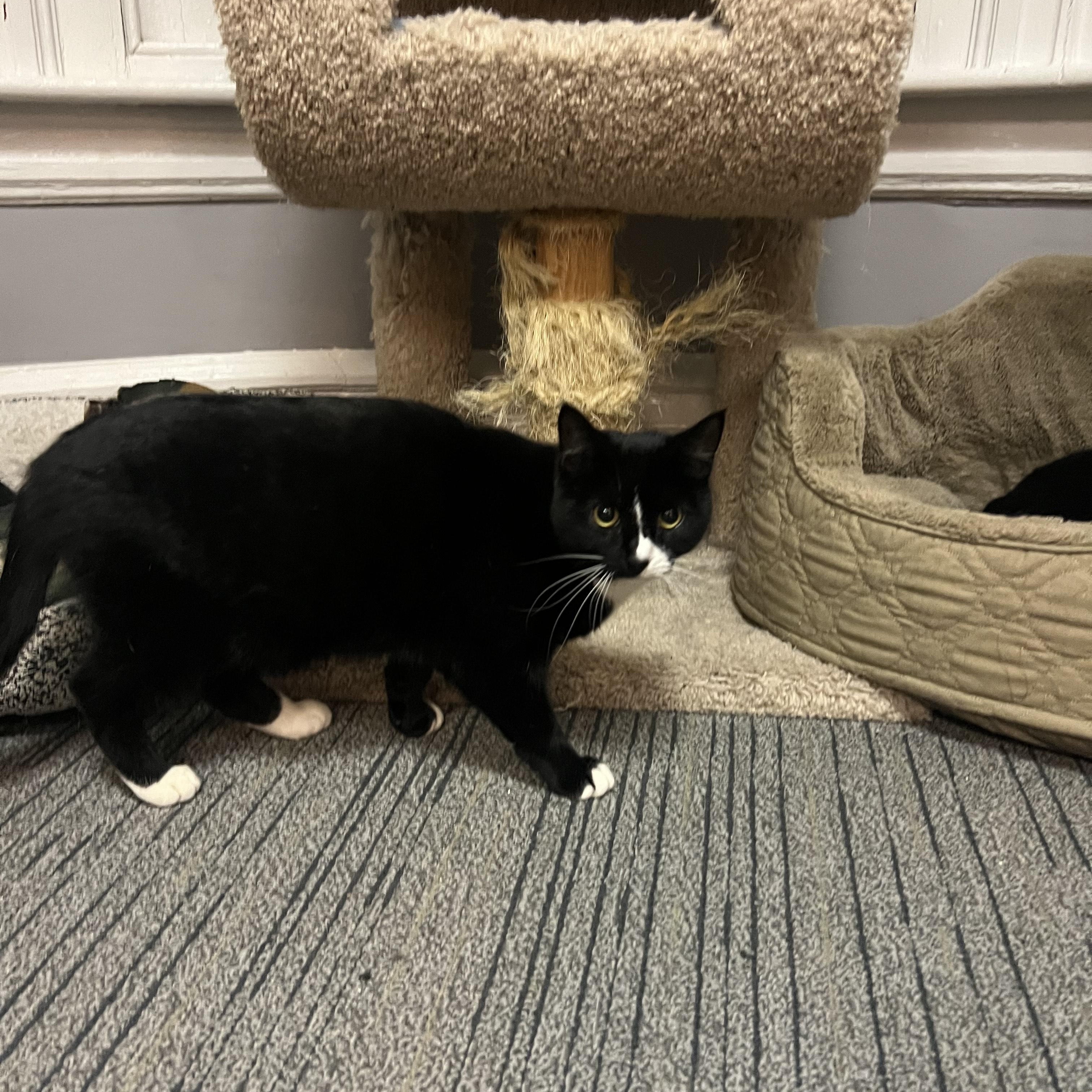 Sadie, an adopted mixed breed in Allentown, PA image 2/2