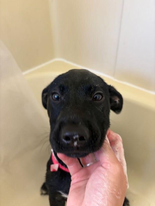 Boss Hogg, ADOPTABLE, Puppy Male Mixed Breed & Black Labrador Retriever.
