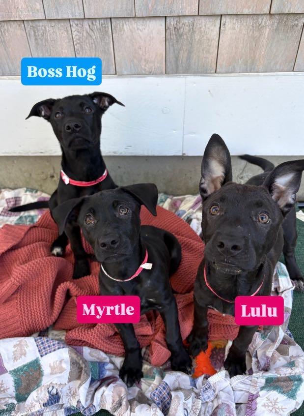 Boss Hogg, a ADOPTABLE mixed breed in New Boston, NH image 2/6