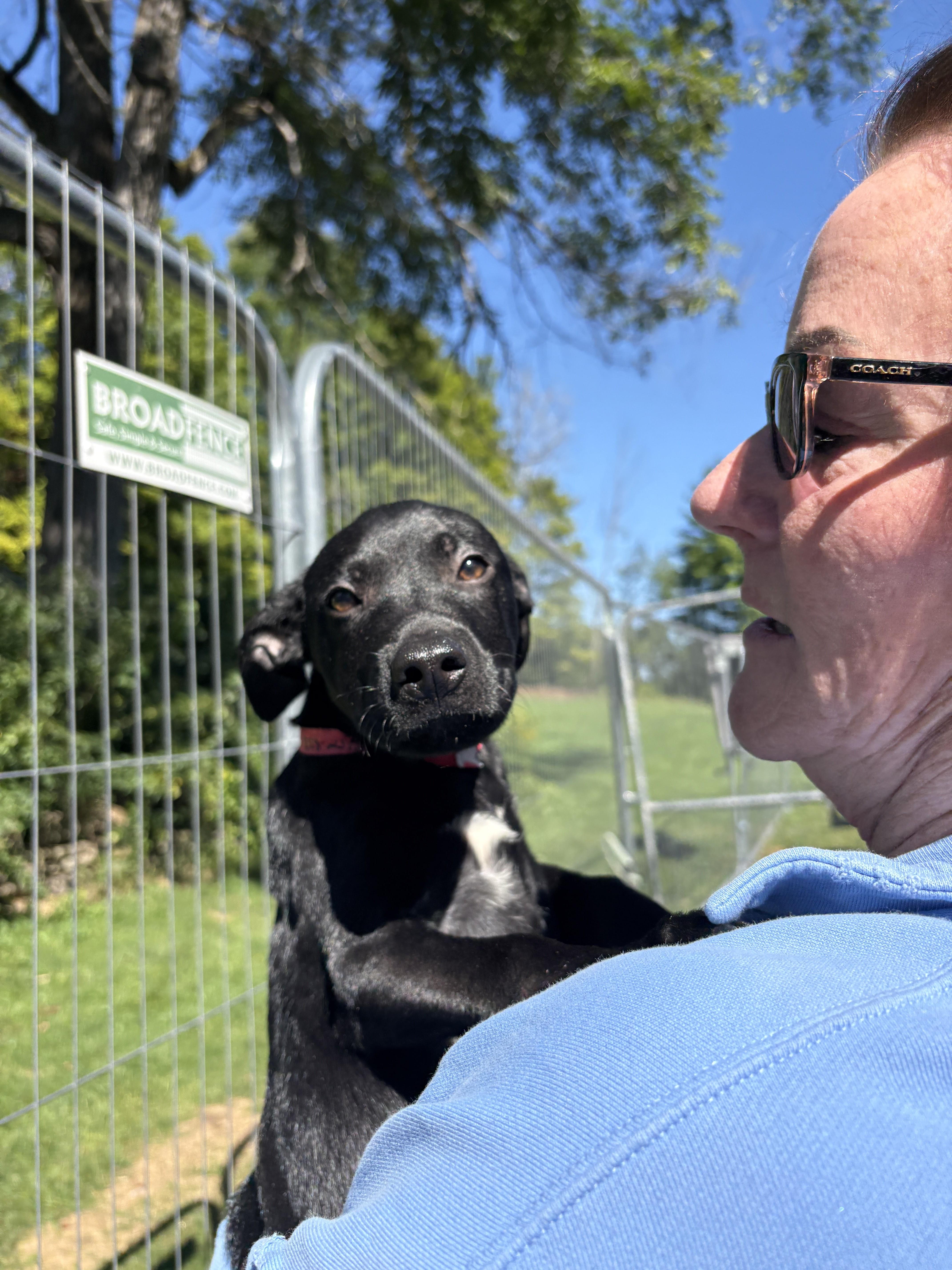 Boss Hogg, a ADOPTABLE mixed breed in New Boston, NH image 3/6