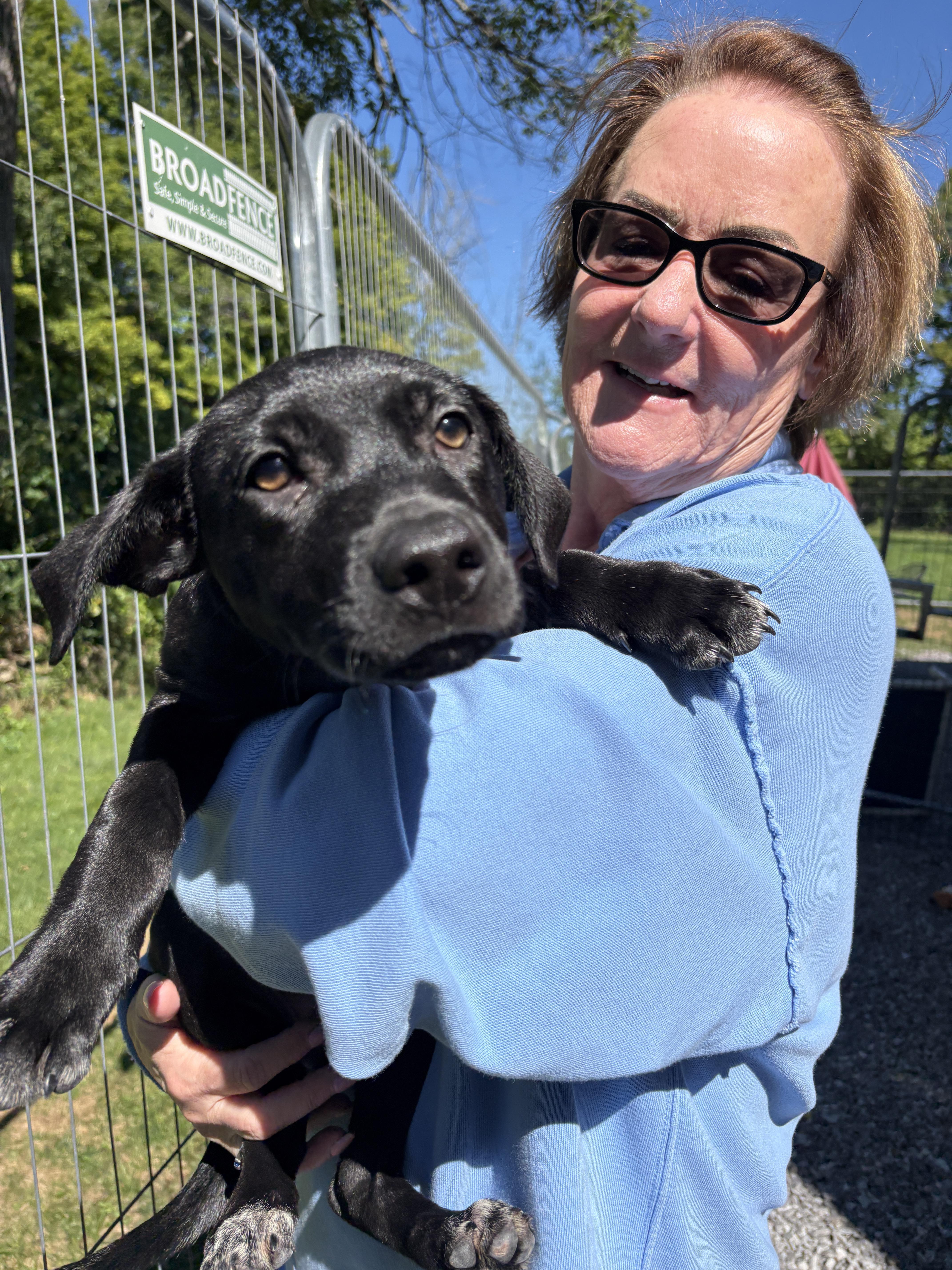Boss Hogg, a ADOPTABLE mixed breed in New Boston, NH image 6/6