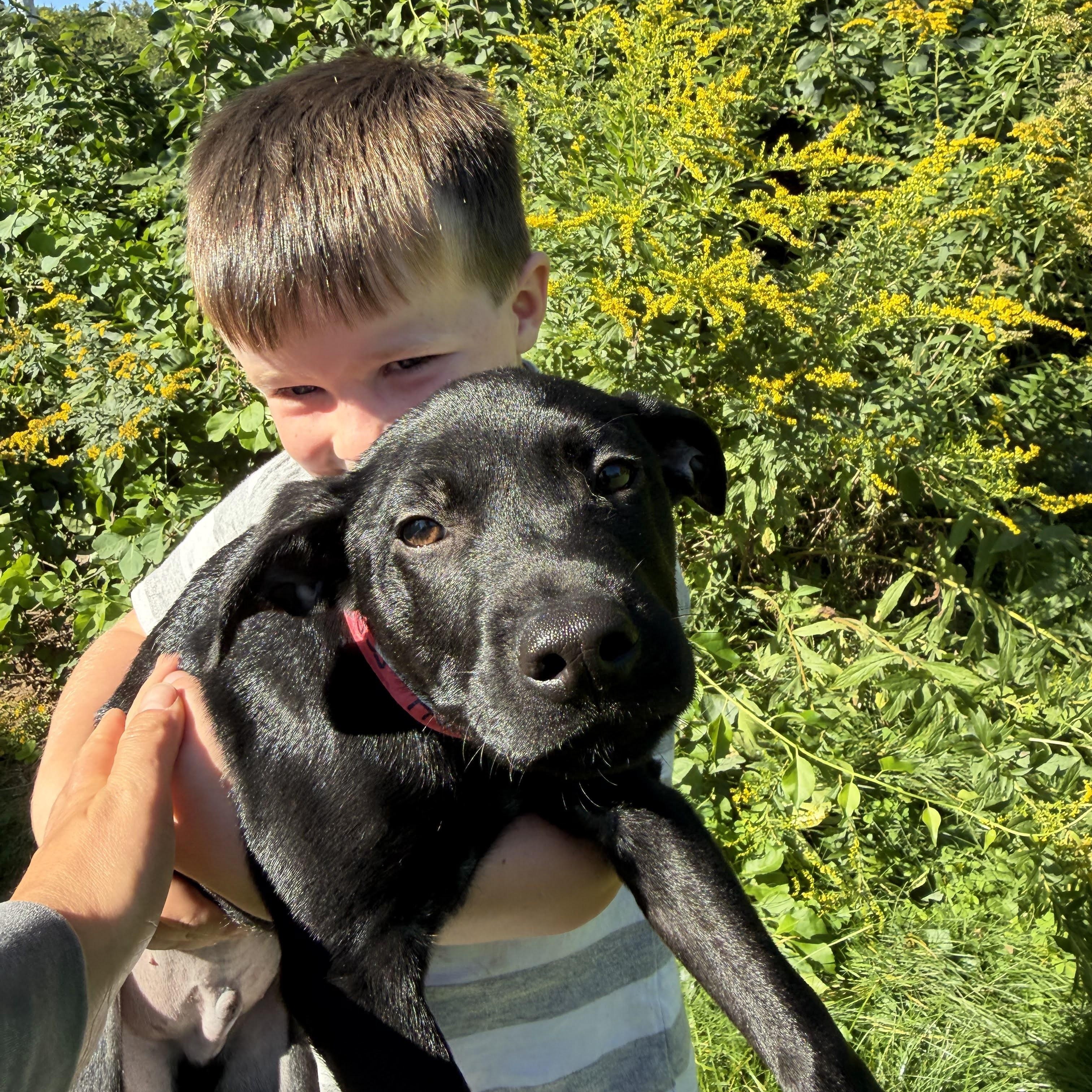 Boss Hogg, a ADOPTABLE mixed breed in New Boston, NH image 4/6