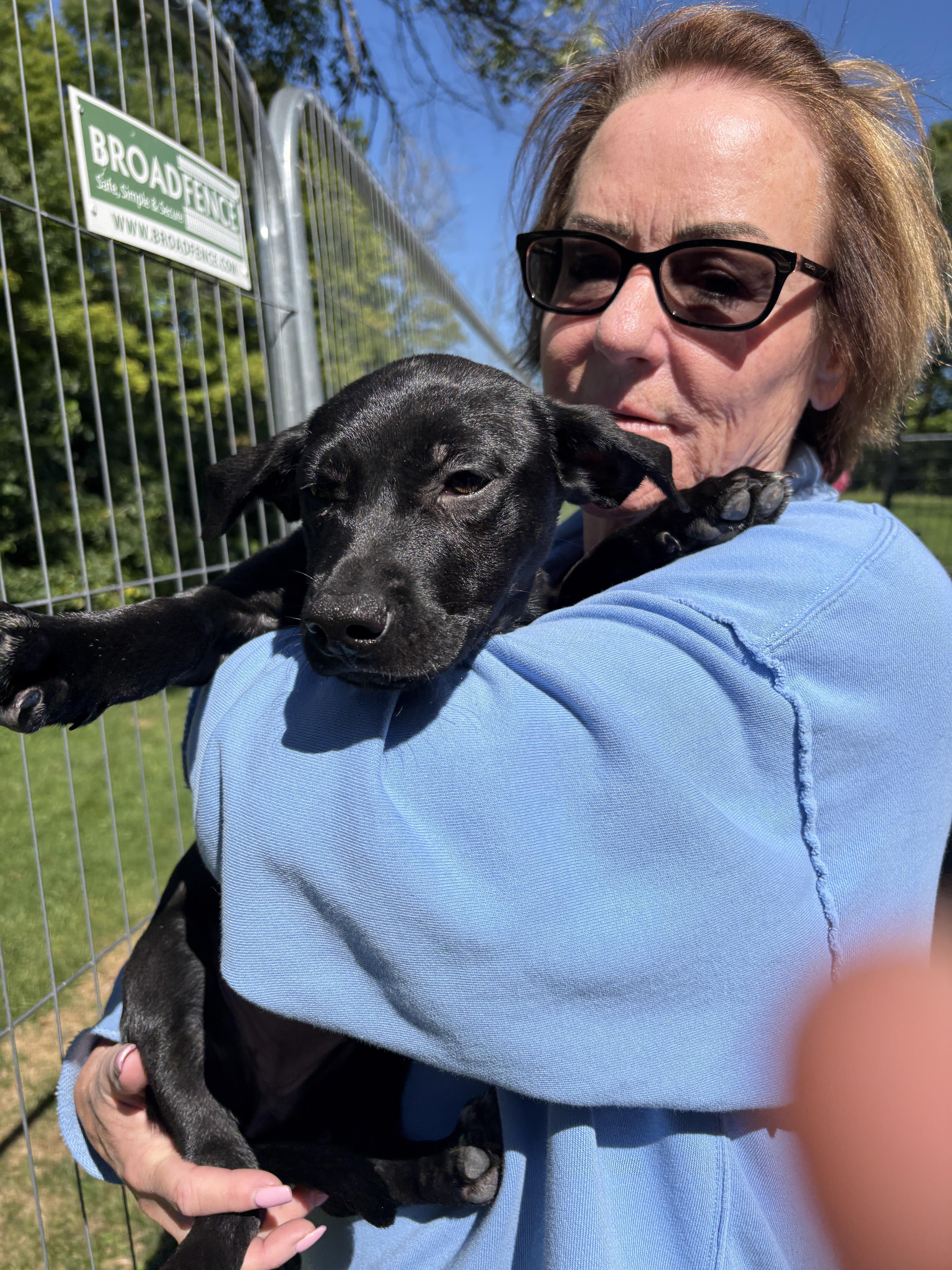 Boss Hogg, a ADOPTABLE mixed breed in New Boston, NH image 5/6