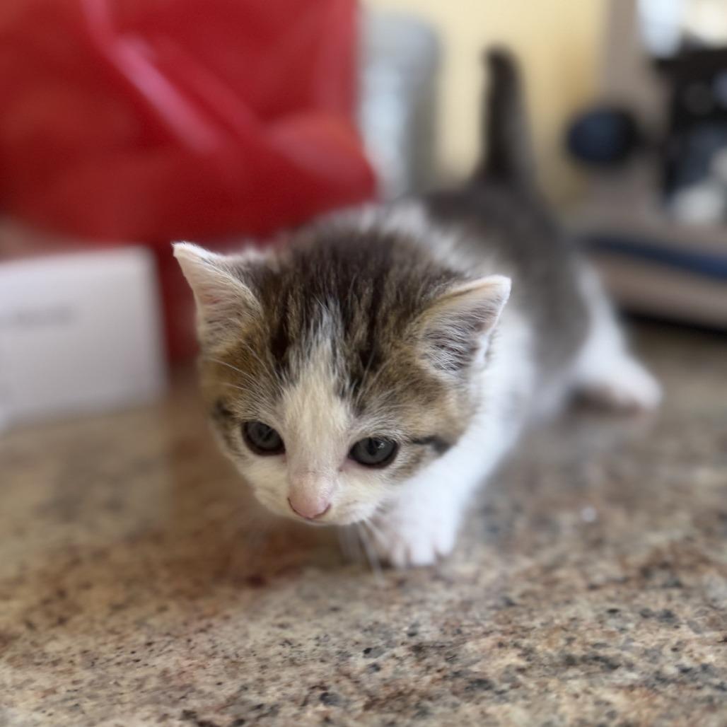 Nala, Adoptable, Kitten Female Domestic Short Hair.