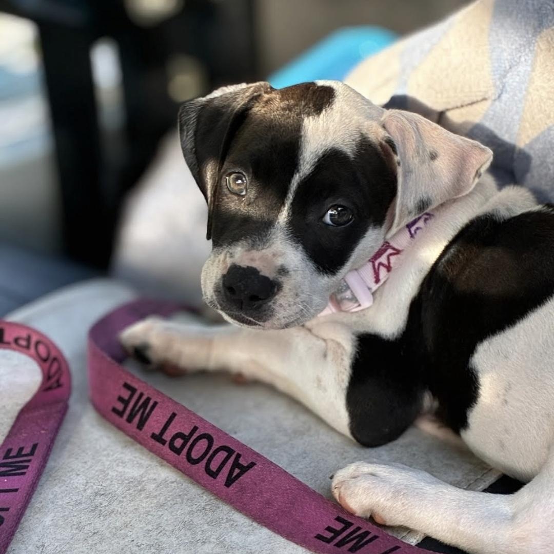 Enlarge Lola, an adopted mixed breed in Myrtle Beach, SC image 2/2