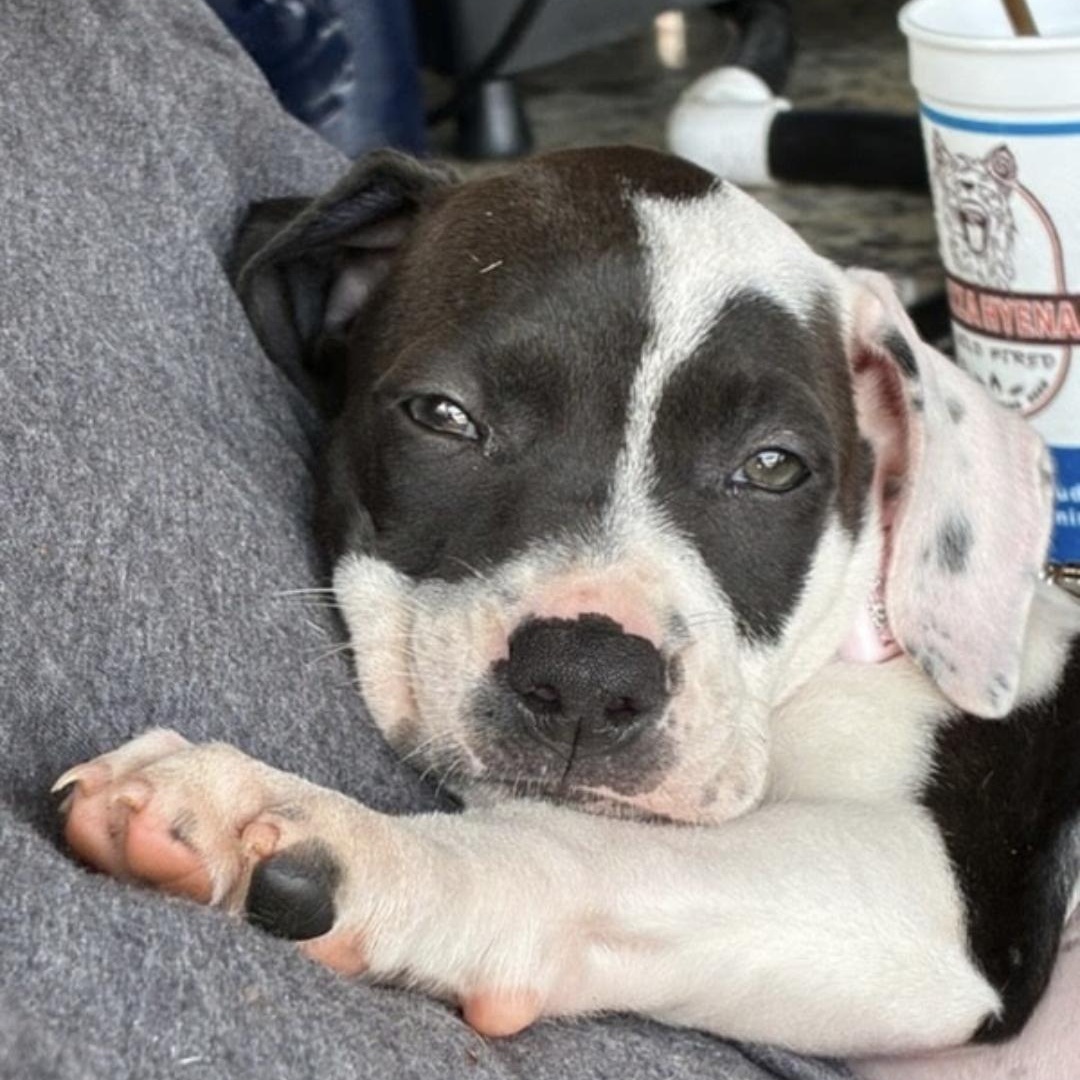 Lola, adopted, Puppy Female Mixed Breed.