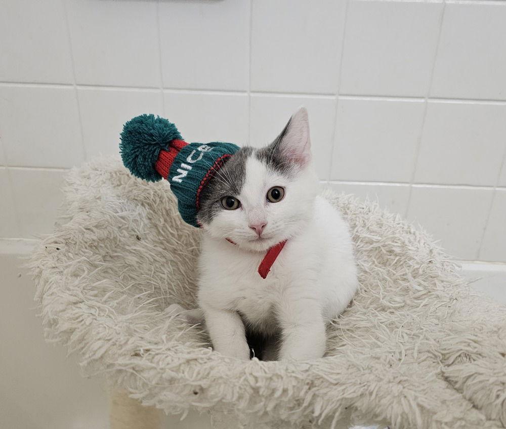 Enlarge Matthew, a Adoptable Domestic Short Hair in Pittstown, NJ image 2/2