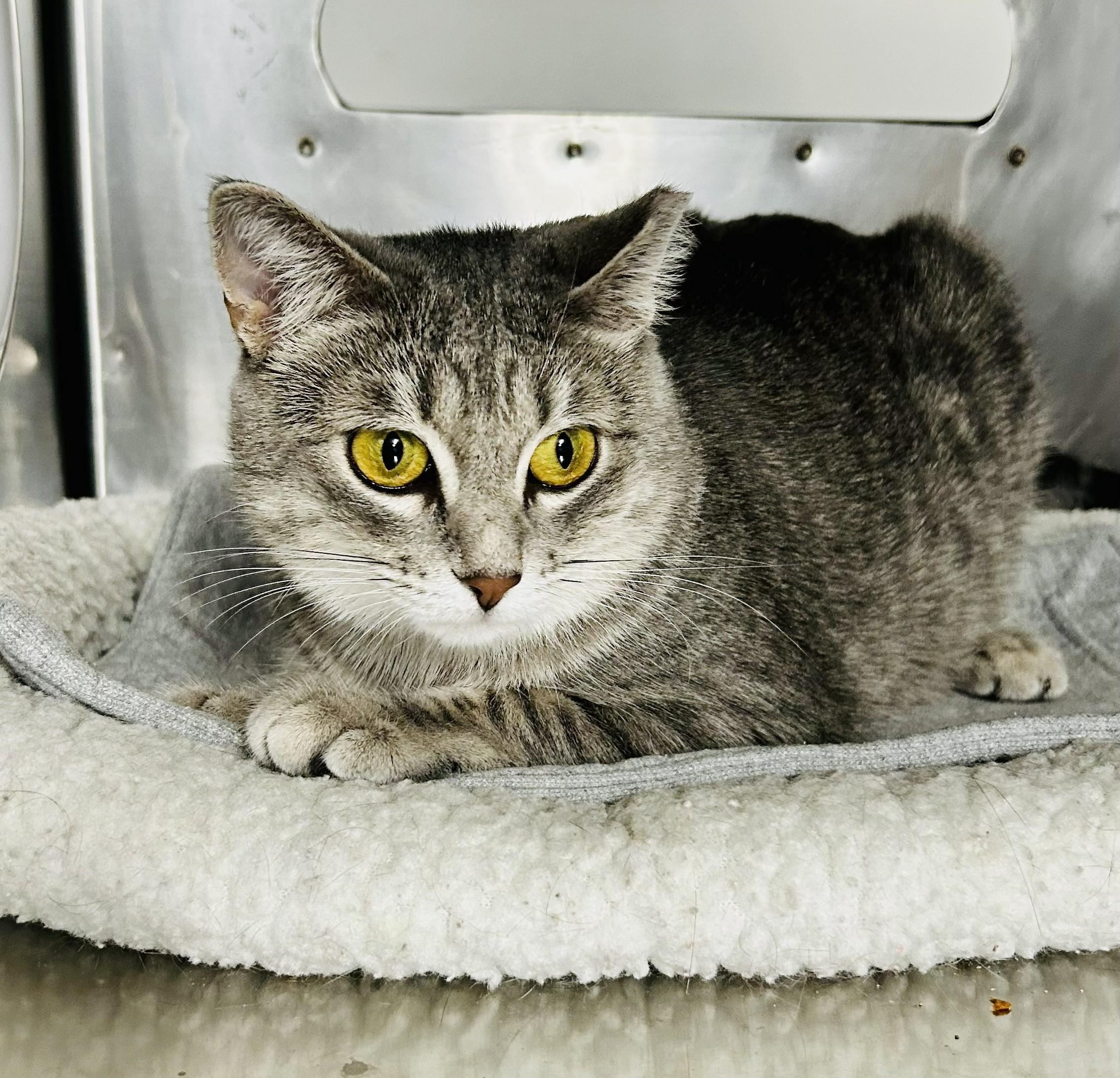 Cece, Adoptable, Young Female Tabby.