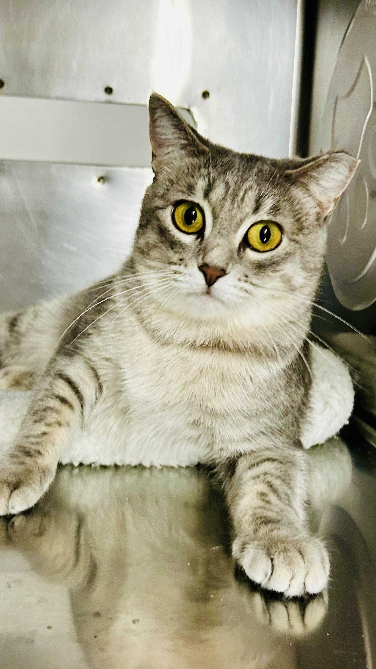 Cece, a Adoptable Tabby in Crestwood, MO image 2/3