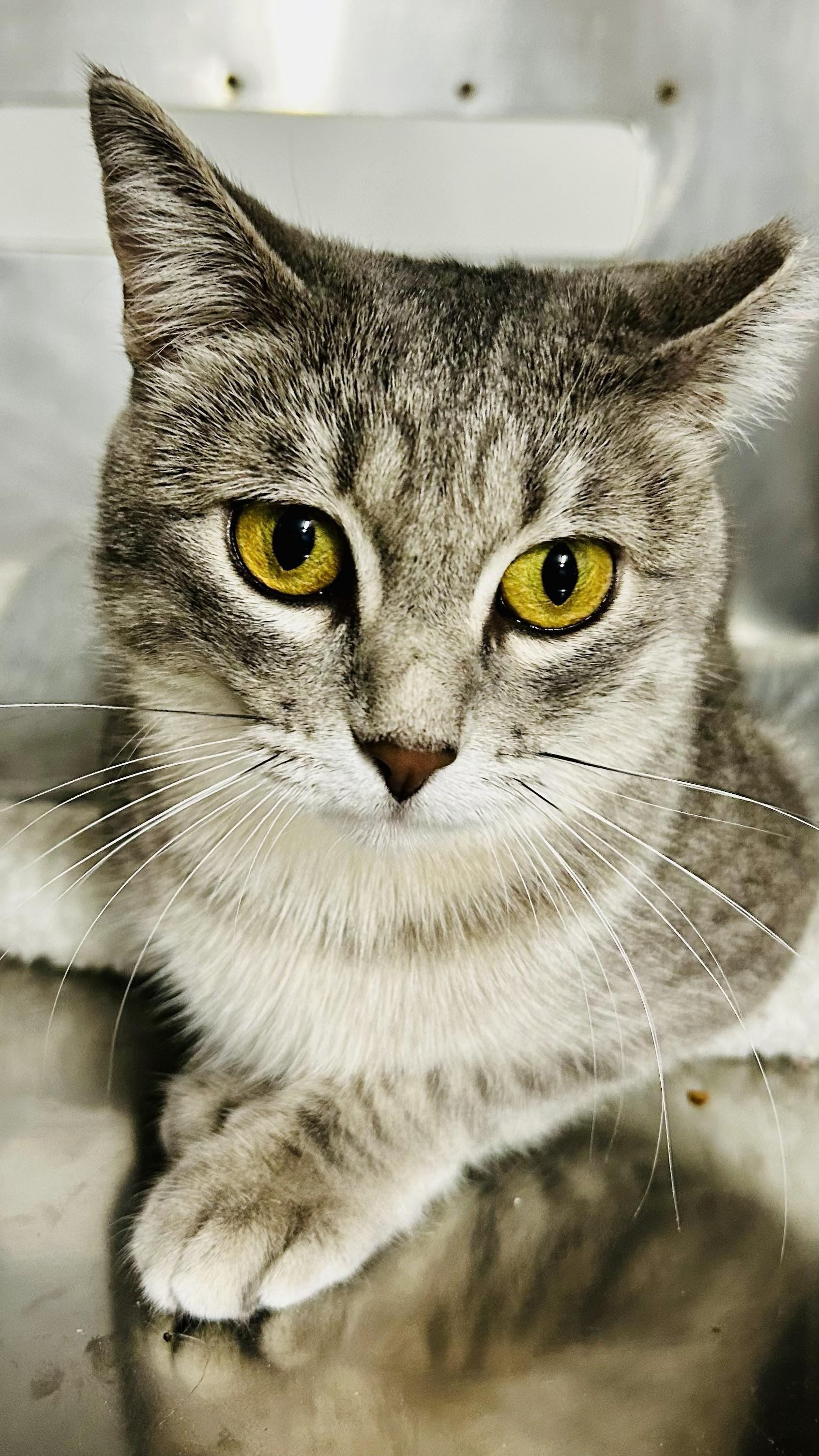 Cece, a Adoptable Tabby in Crestwood, MO image 3/3