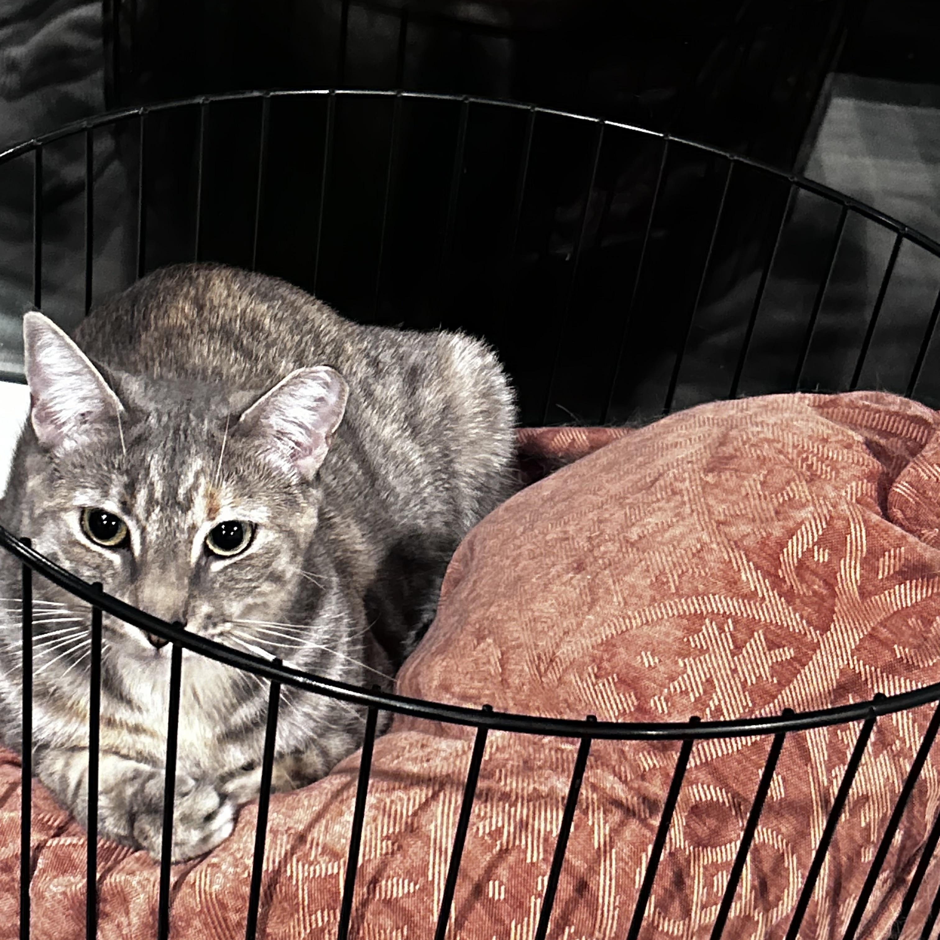 Enlarge Kirby & Carrie, a Adoptable mixed breed in Manalapan, NJ image 2/6