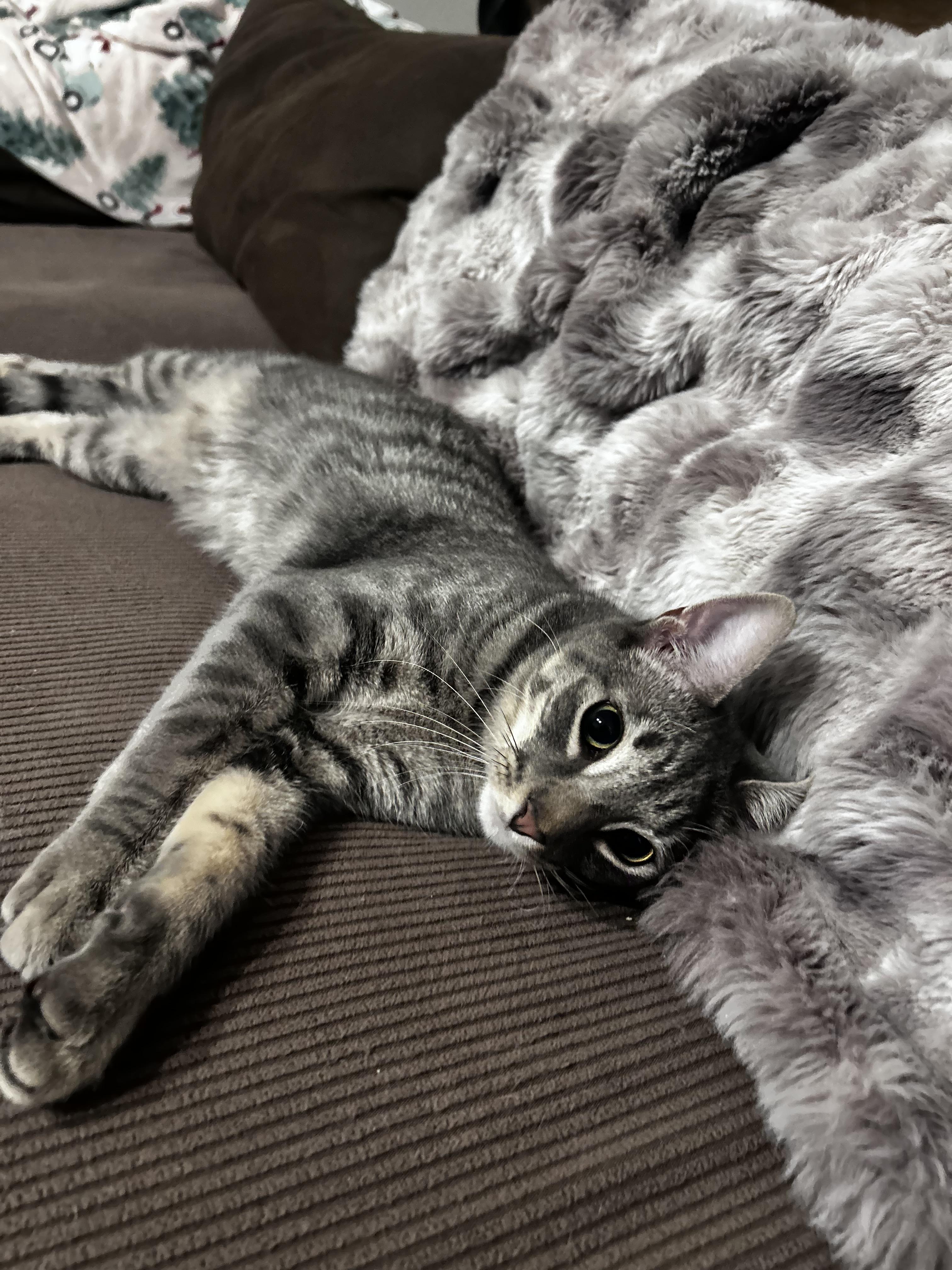 Kirby & Carrie, Adoptable, Young Male Tabby & Domestic Short Hair.