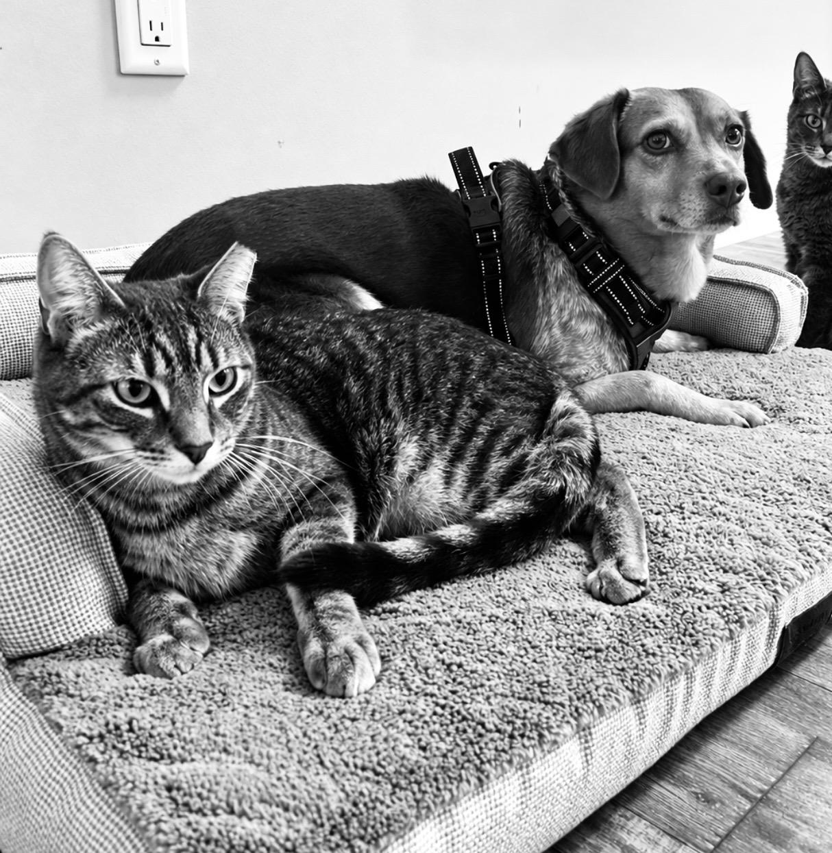 Enlarge Kirby & Carrie, a Adoptable mixed breed in Manalapan, NJ image 3/6