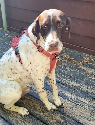 Kamir, an adopted German Shorthaired Pointer in Palmyra, VA image 3/6