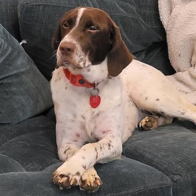 Kamir, an adopted German Shorthaired Pointer in Palmyra, VA image 1/6