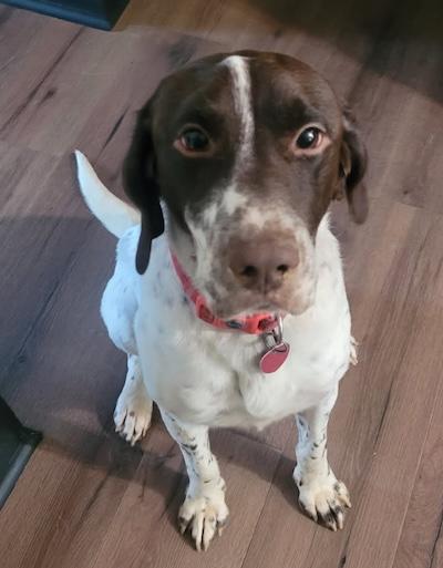 Kamir, an adopted German Shorthaired Pointer in Palmyra, VA image 2/6