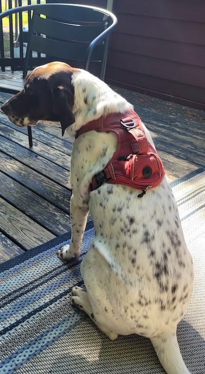 Kamir, an adopted German Shorthaired Pointer in Palmyra, VA image 6/6
