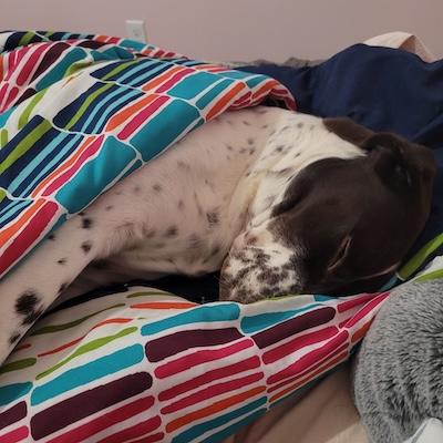 Kamir, an adopted German Shorthaired Pointer in Palmyra, VA image 5/6