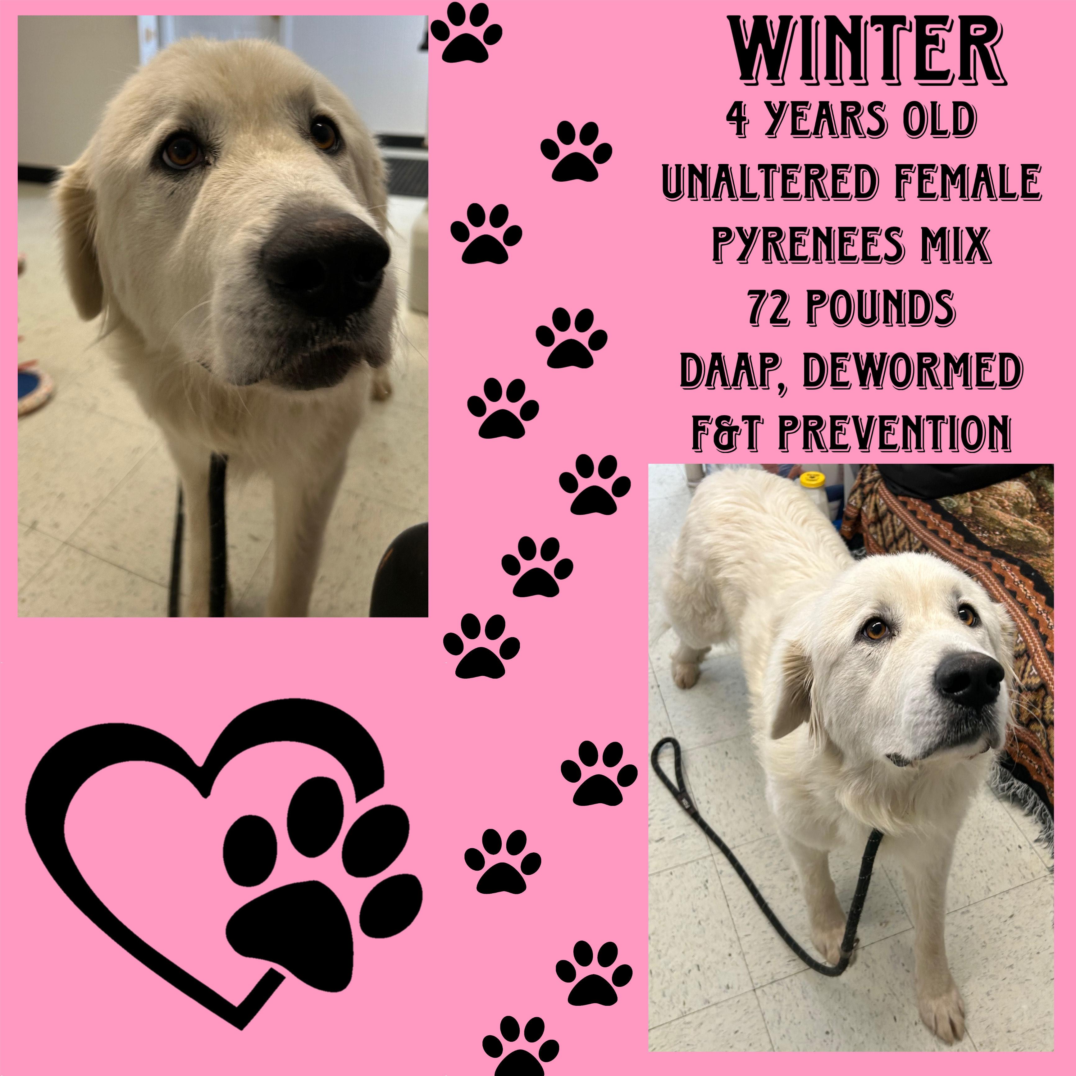 Winter, adoptable, Adult Female Great Pyrenees.