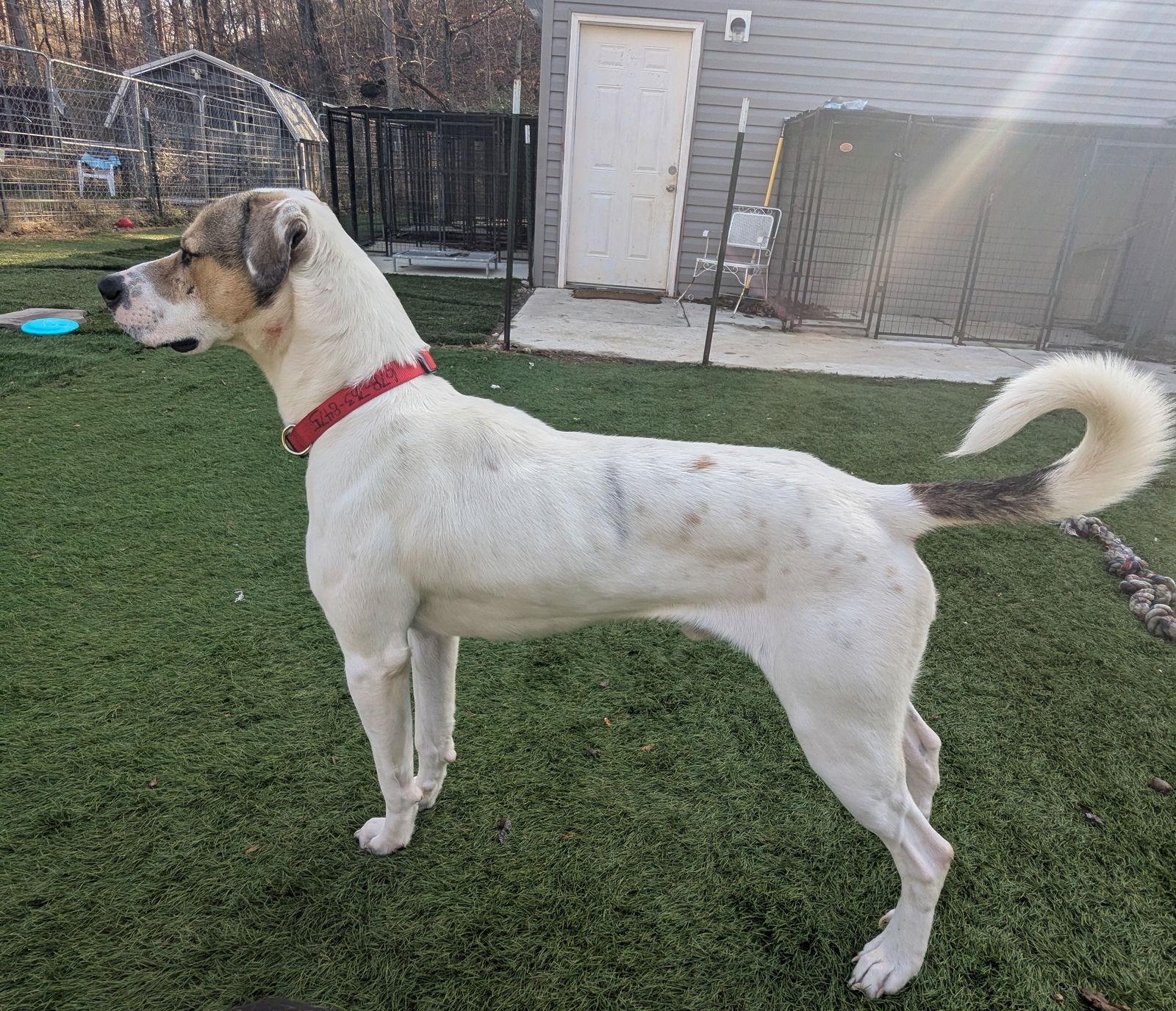 Levi, Adoptable, Young Male Mixed Breed.