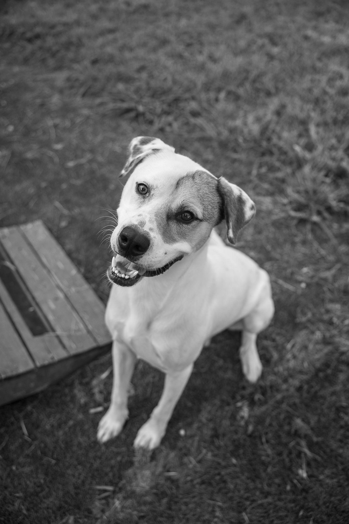 Enlarge Levi, a Adoptable mixed breed in Calhoun, GA image 1/3