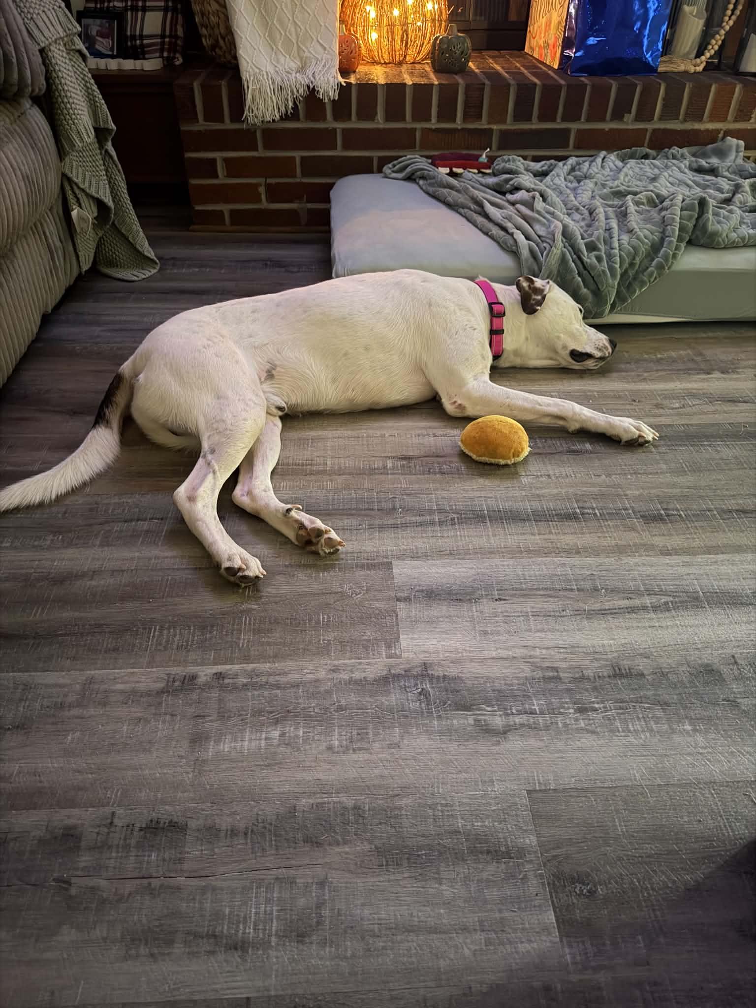 Enlarge Levi, a Adoptable mixed breed in Calhoun, GA image 2/3